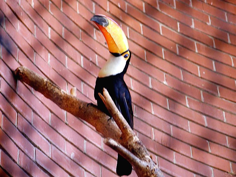 Tucan.jpg(386)