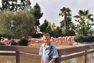 Zak & Flamingos