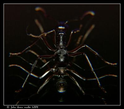 u42/mtf_foto_studies/medium/34151885.P101alienant2.jpg