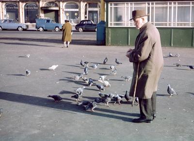 Feeding Pigeons - by FredS