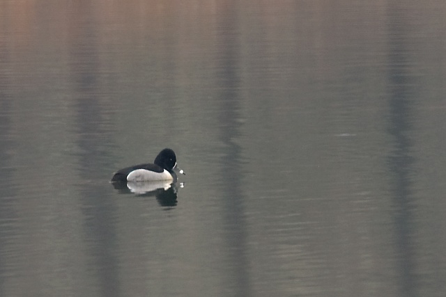 Ring-necked Duck