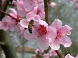 peach flowers