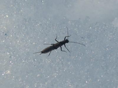 Winter Stonefly