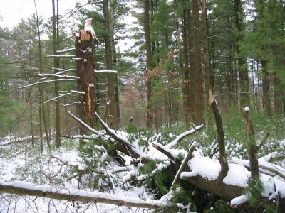 Downed Tree