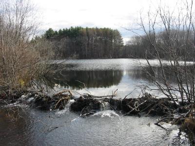 Beaver Dam
