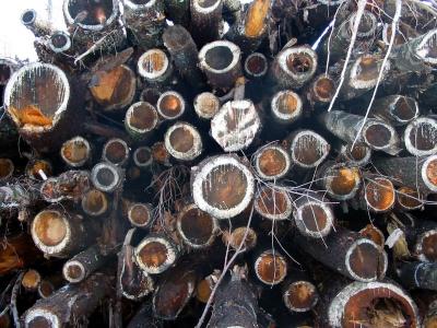 Pine Harvest