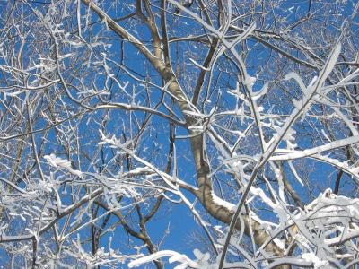 Fresh Snowfall