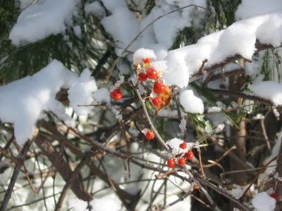 Berries