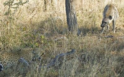 Leopard Hyena Standoff