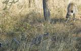 Leopard Hyena Standoff