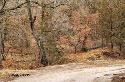 'tree-lined path ... '