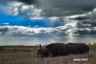 'hay in stacks ... '