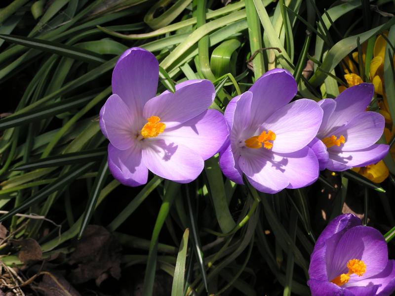 Crocuses in sun 4-3-04