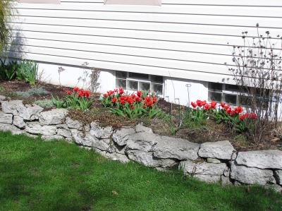 Tulips on South side of house 4-3-04