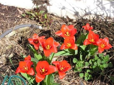 Tulips closer 4-3-04