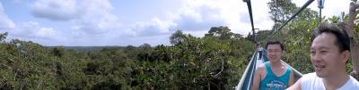 TreeTop1.jpg