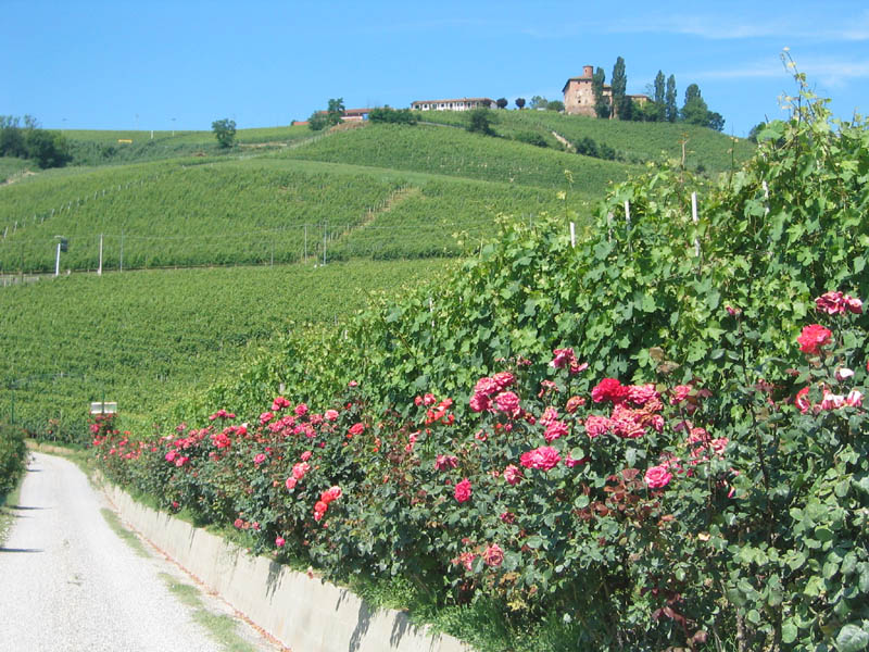 Marchesi_di_Barolo_2.jpg