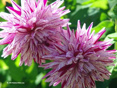 Pink & White Flower