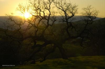 Tree at Sunset