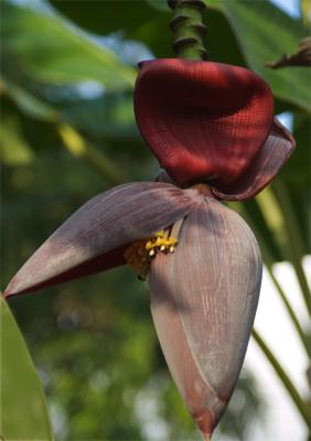 Banana Flower