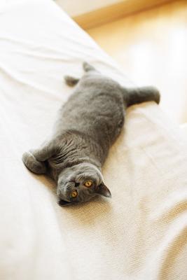 Sirk Sirk, Ultra Relax