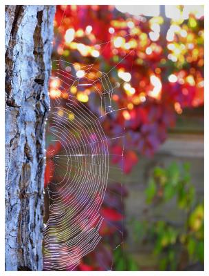 shiney web