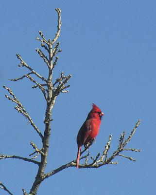 cardinal from my window