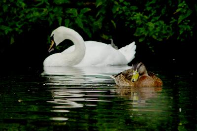 Duck and swan