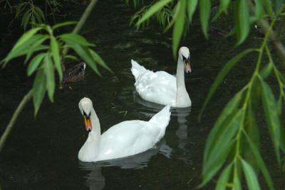 Two swans