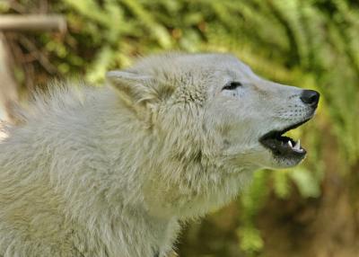 Alaskan white wolf pup 3