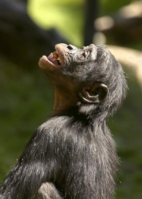 baby chimp 2