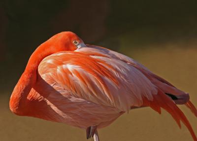 california flamingo sleeping