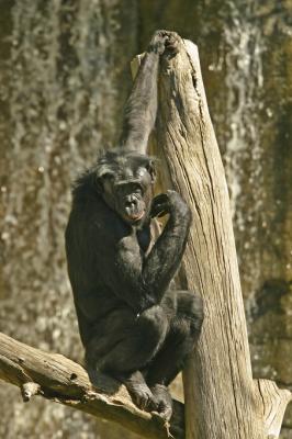 chimpanzee 3