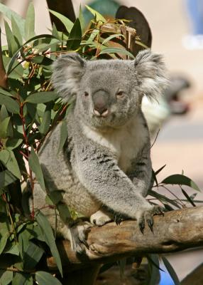 koala 3