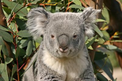 koala  1