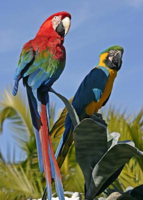 macaws 1