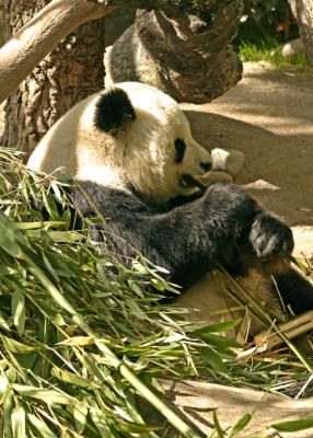 male panda 1
