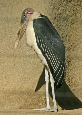 old stork