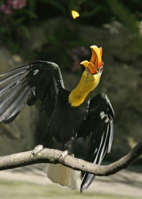 orange hornbill 2