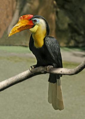 orange hornbill