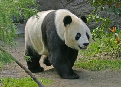 panda female 2