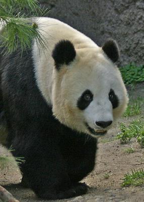 panda female closeup