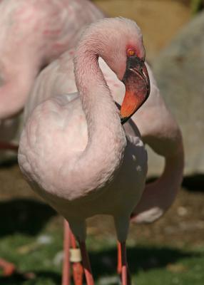 red eyed flamingo 2
