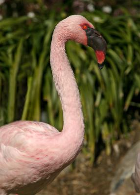 red eyed flamingo