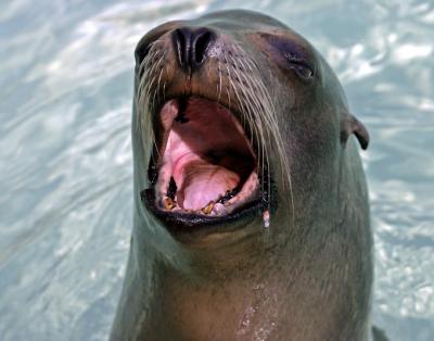 seal 2