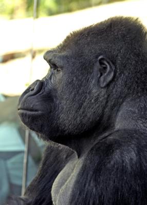 silverback profile