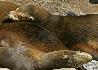 sleeping seal