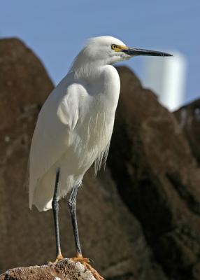 white egret 2