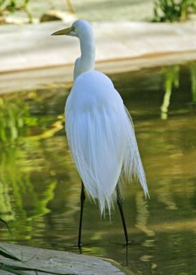 White heron 1