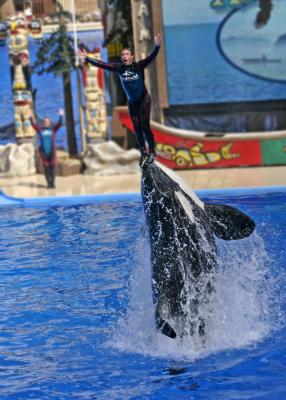 air shamu 1